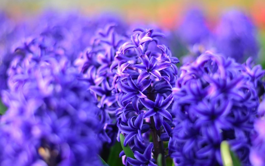 Proactive Learning Self Paced Online Course