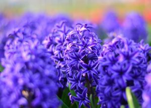 Proactive Learning Self Paced Online Course