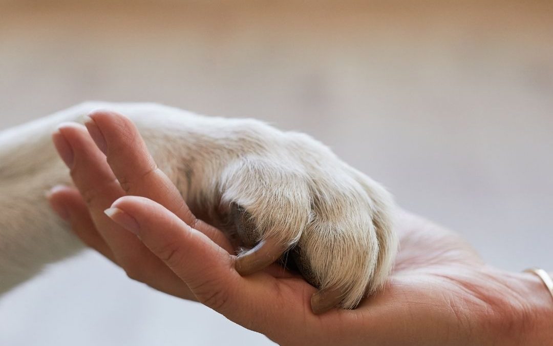 Pet Wellness: More Than Keeping Our Pets Healthy